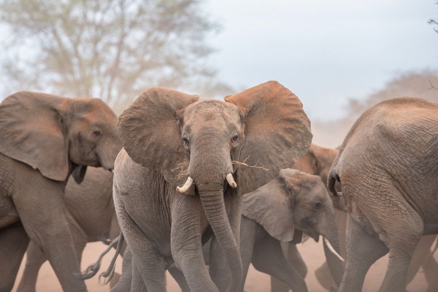 Elephant herd