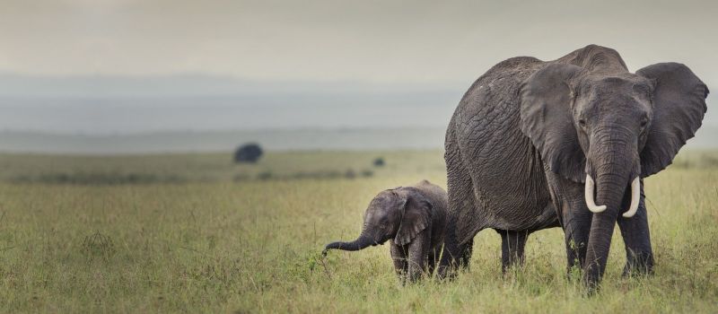 baby and mother elephants